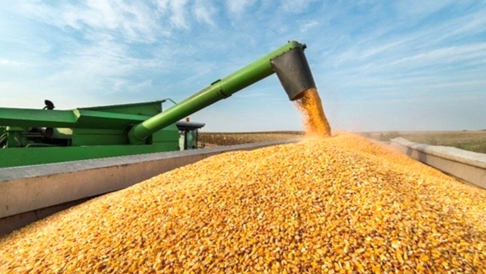 услуги по хранению семян и зерна